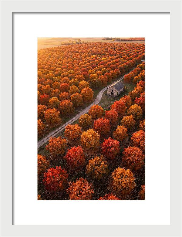 Autumns Golden Embrace