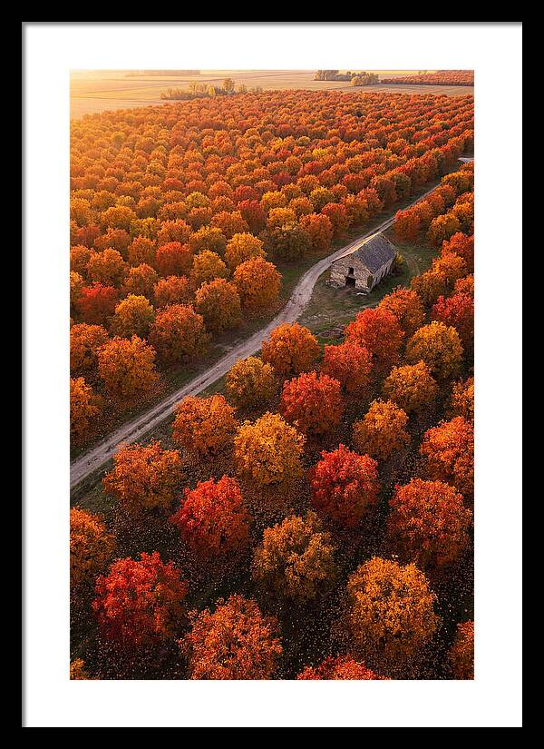 Autumns Golden Embrace