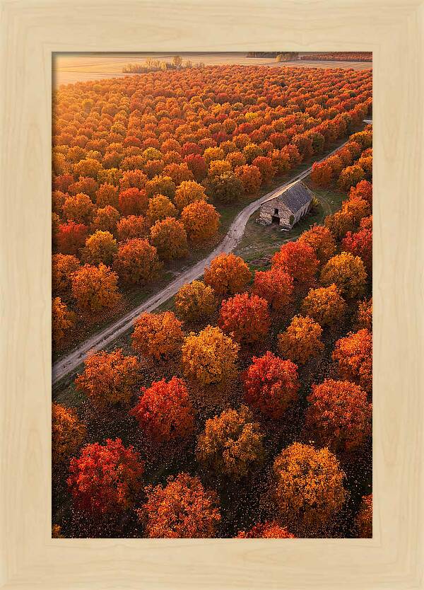 Autumns Golden Embrace