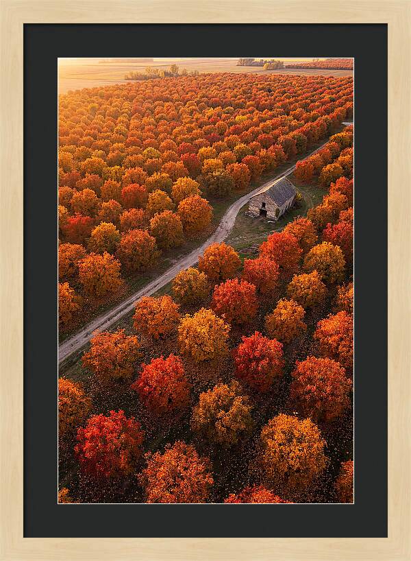 Autumns Golden Embrace