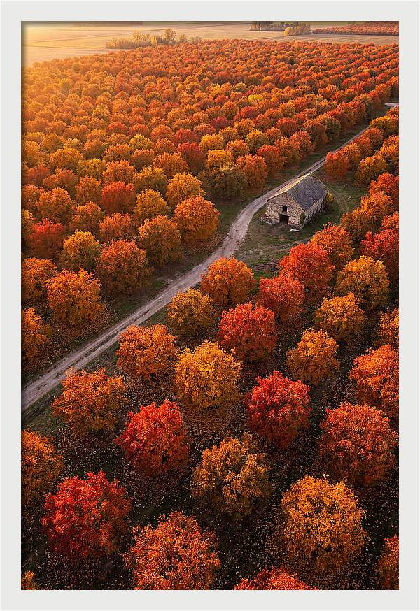 Autumns Golden Embrace