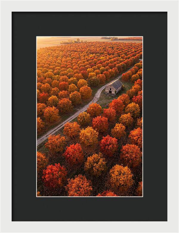 Autumns Golden Embrace