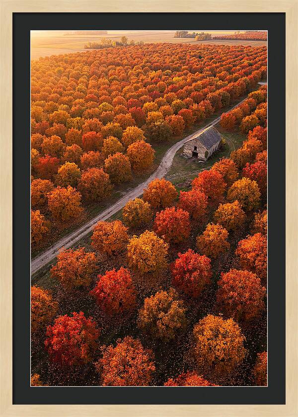Autumns Golden Embrace
