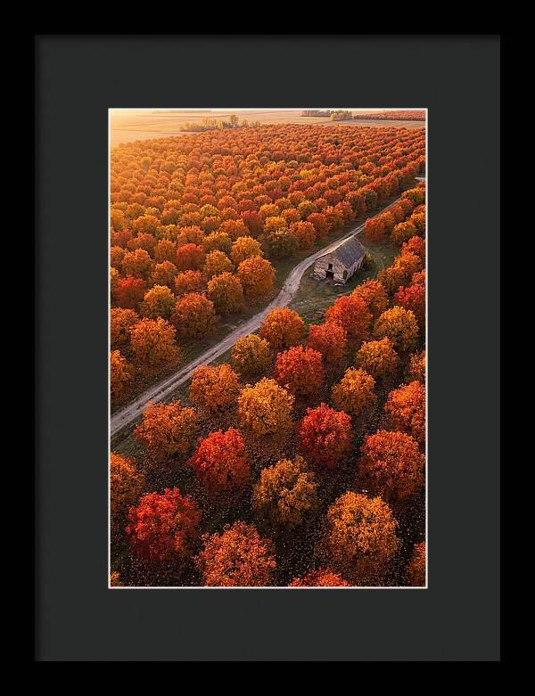 Autumns Golden Embrace