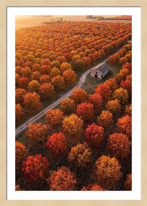 Autumns Golden Embrace