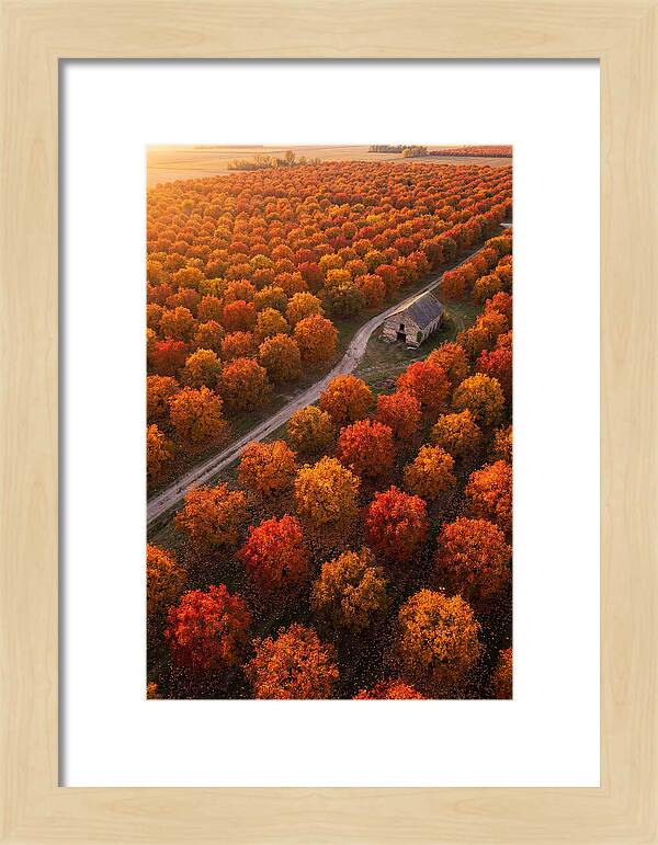 Autumns Golden Embrace