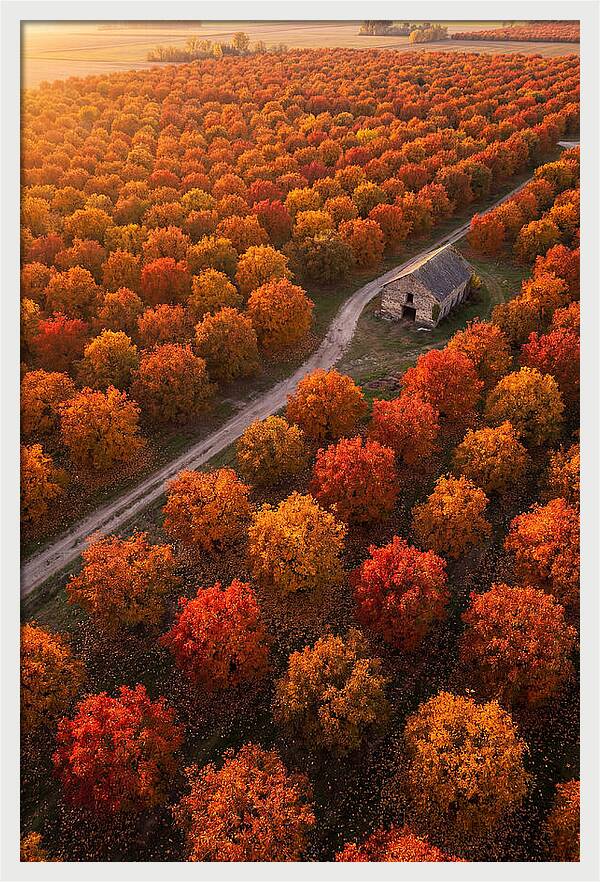Autumns Golden Embrace
