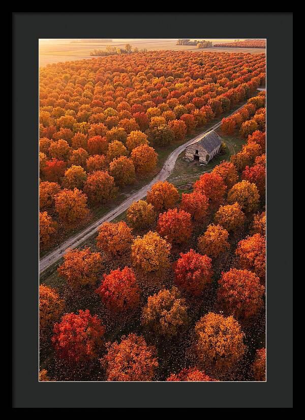 Autumns Golden Embrace