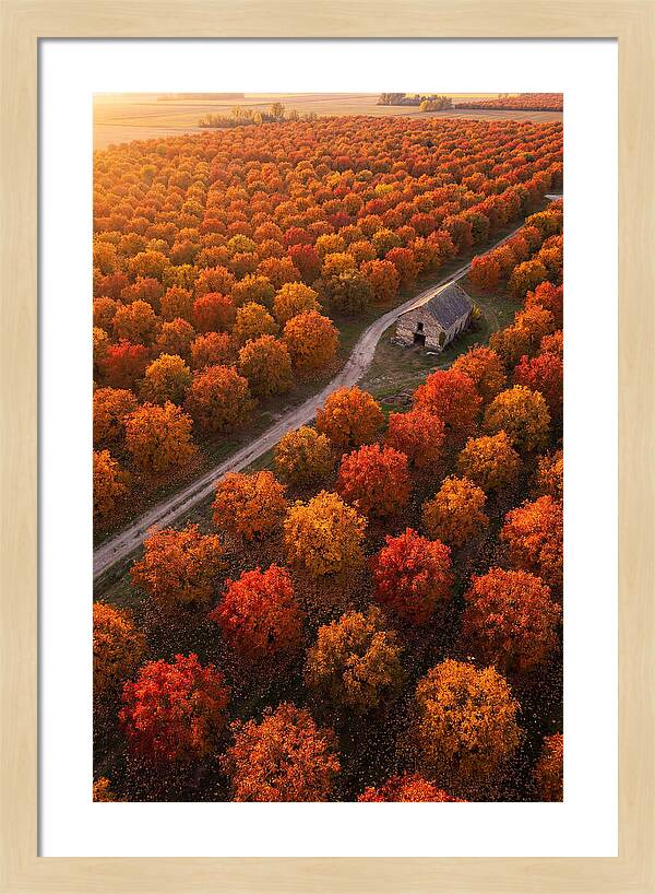 Autumns Golden Embrace
