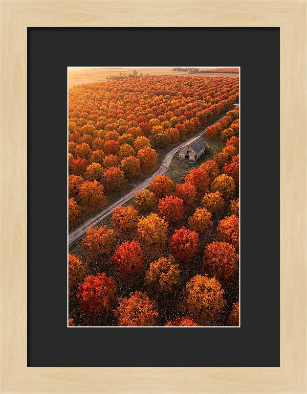 Autumns Golden Embrace