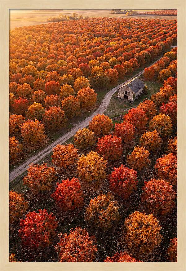 Autumns Golden Embrace