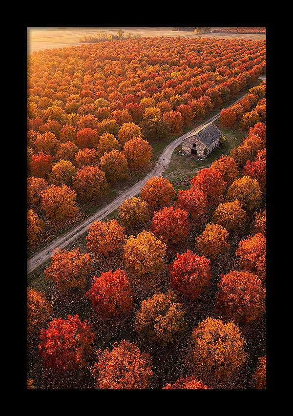 Autumns Golden Embrace