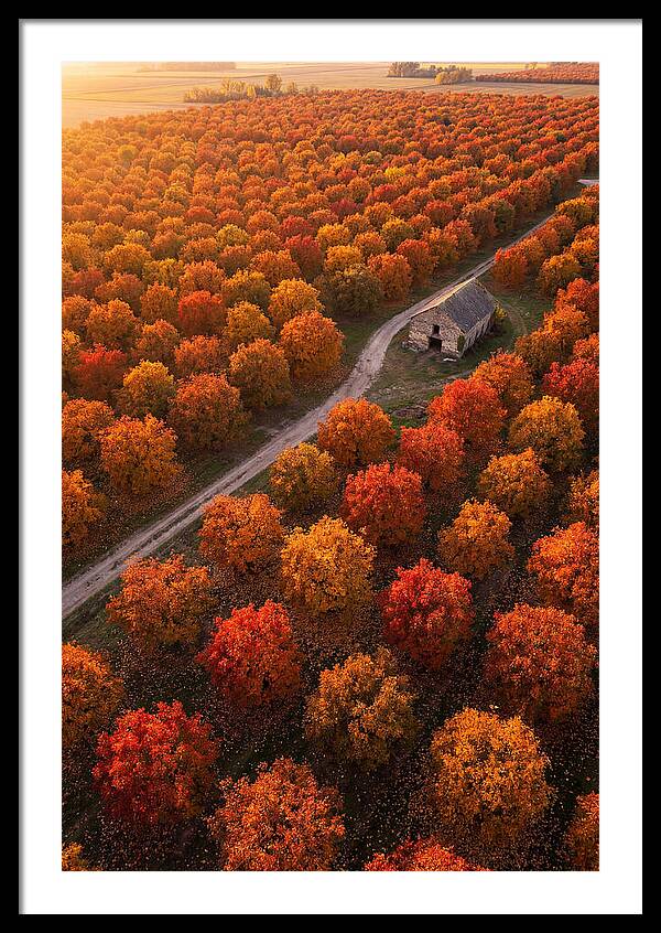 Autumns Golden Embrace
