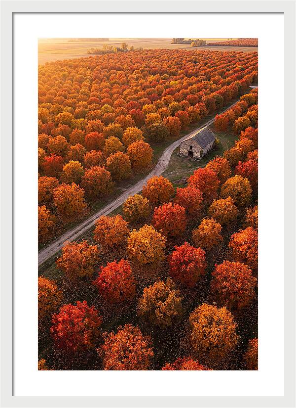 Autumns Golden Embrace