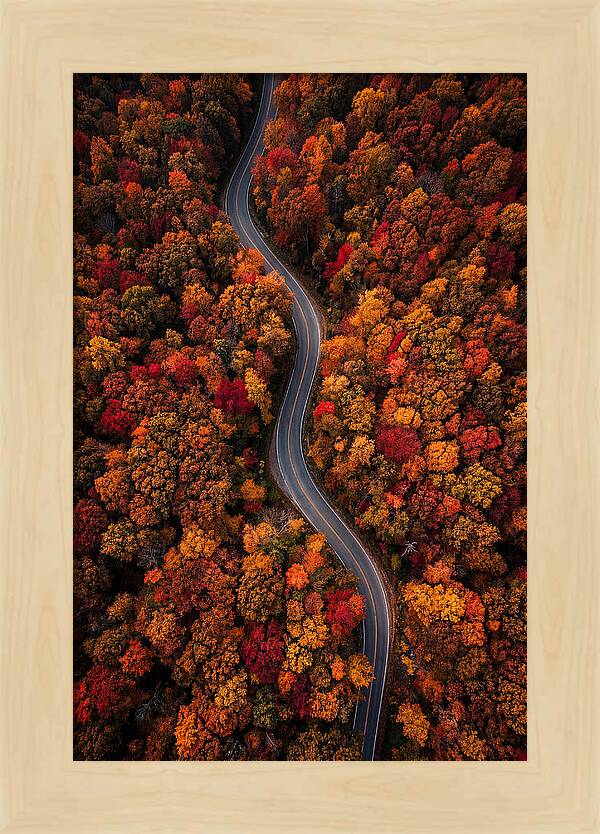 Autumns Vibrant Pathways