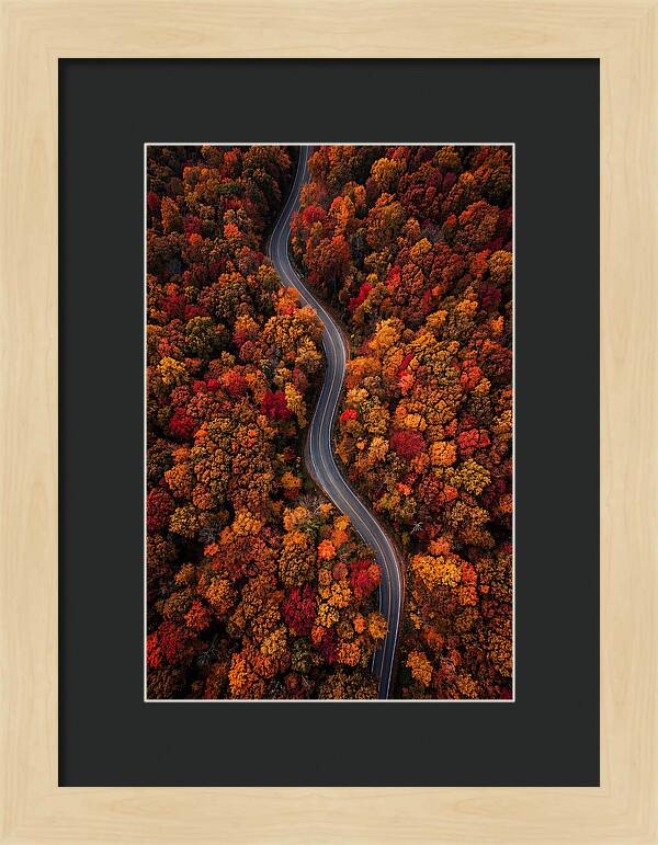 Autumns Vibrant Pathways