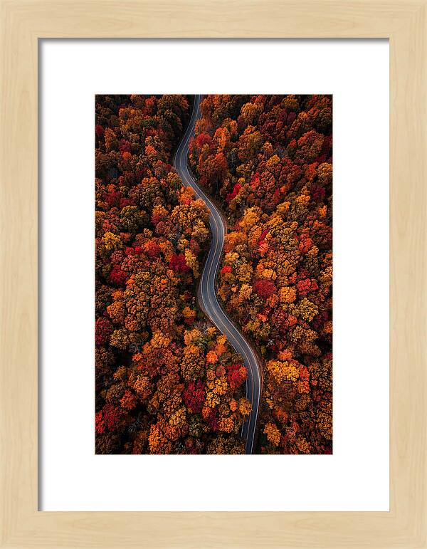 Autumns Vibrant Pathways