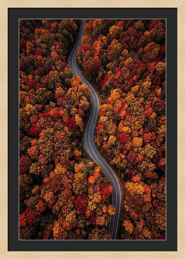 Autumns Vibrant Pathways