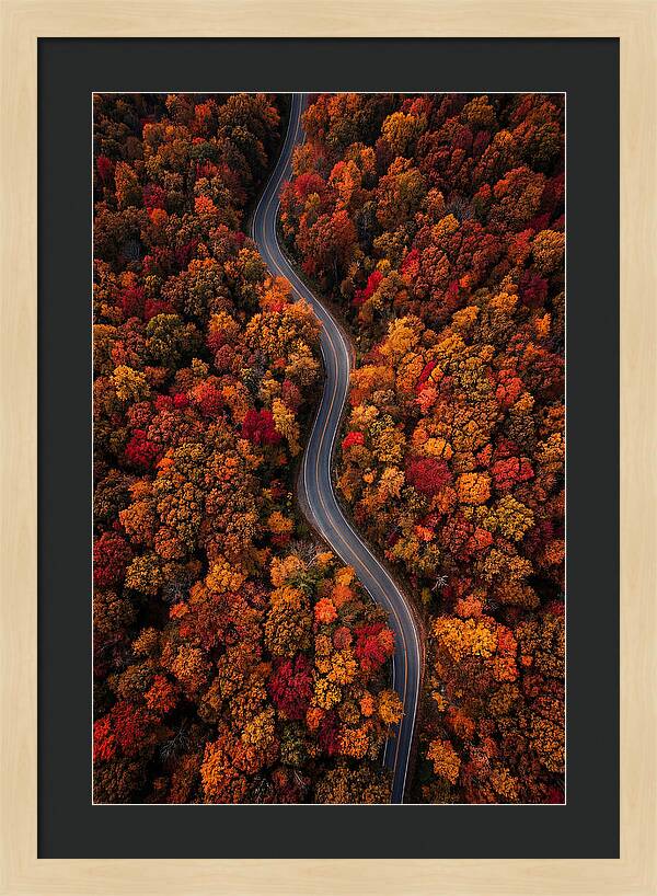 Autumns Vibrant Pathways