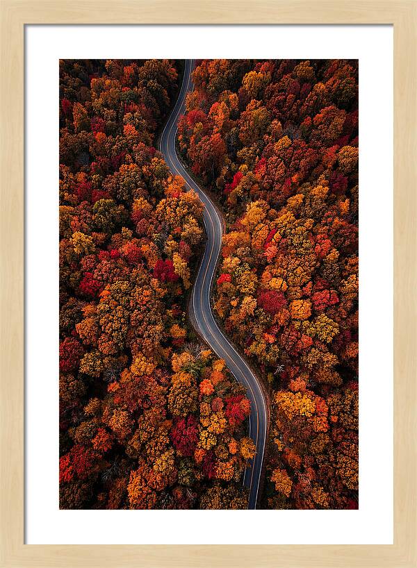 Autumns Vibrant Pathways