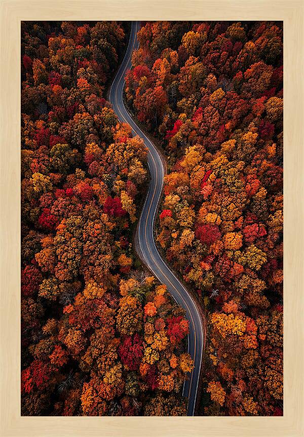 Autumns Vibrant Pathways