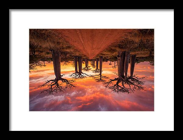 Avenue Of The Baobabs At Dusk