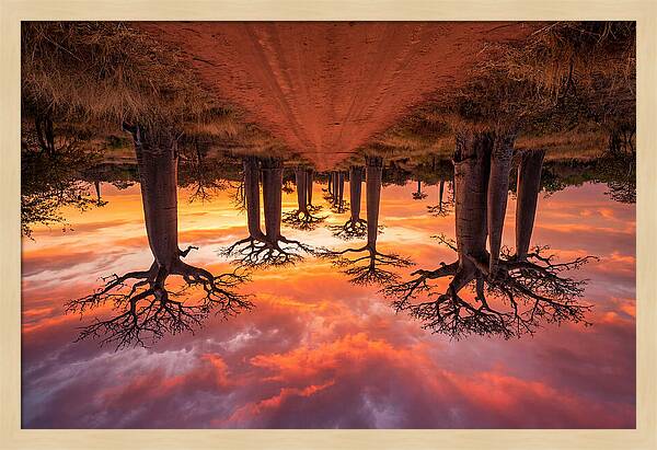 Avenue Of The Baobabs At Dusk