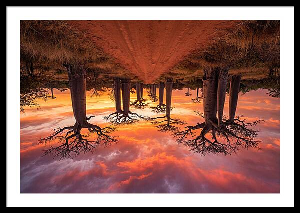 Avenue Of The Baobabs At Dusk