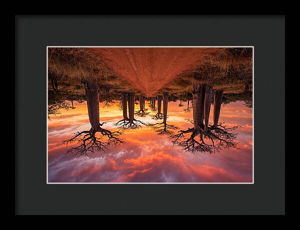 Avenue Of The Baobabs At Dusk