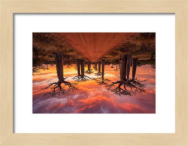 Avenue Of The Baobabs At Dusk