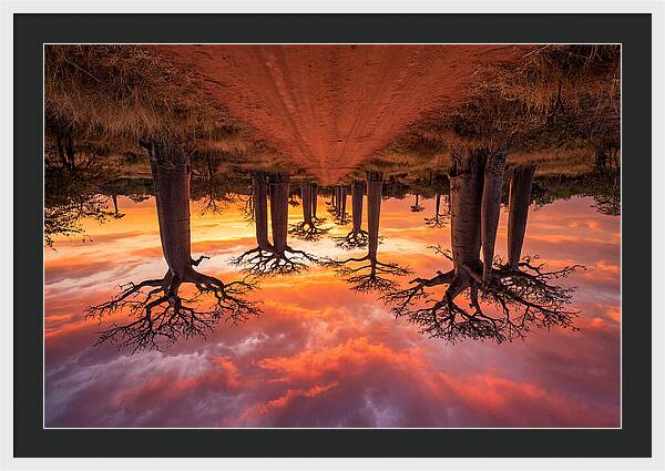 Avenue Of The Baobabs At Dusk