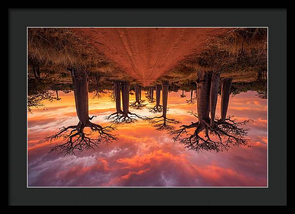 Avenue Of The Baobabs At Dusk