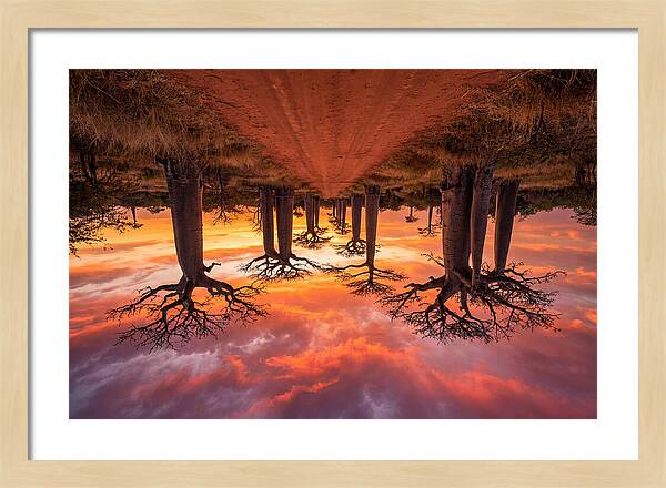 Avenue Of The Baobabs At Dusk