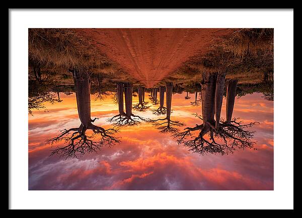 Avenue Of The Baobabs At Dusk