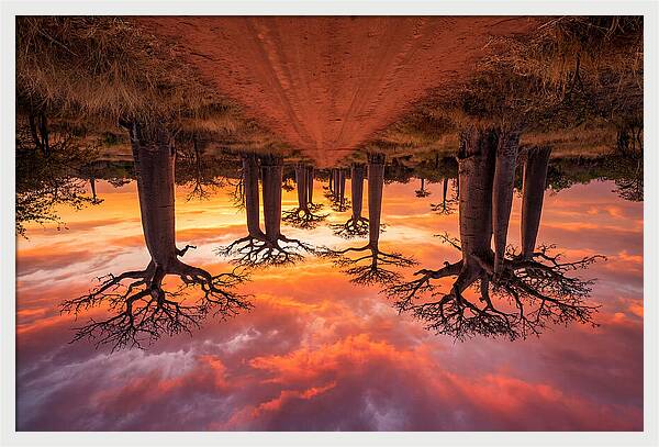 Avenue Of The Baobabs At Dusk