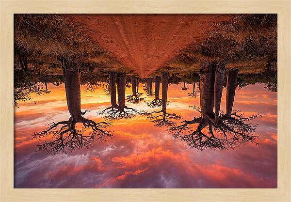 Avenue Of The Baobabs At Dusk