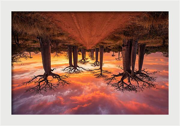 Avenue Of The Baobabs At Dusk