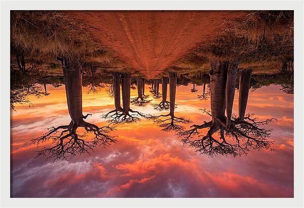 Avenue Of The Baobabs At Dusk