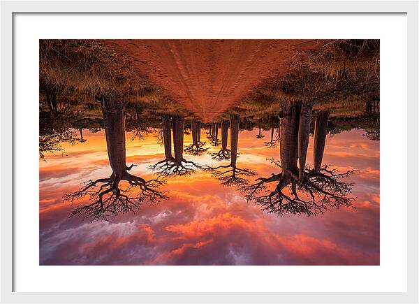 Avenue Of The Baobabs At Dusk