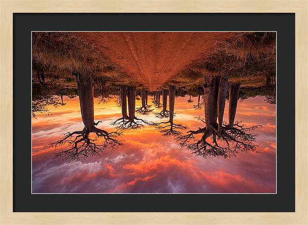 Avenue Of The Baobabs At Dusk