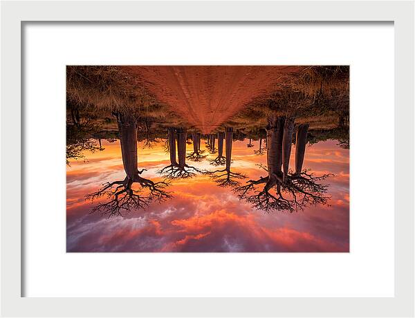 Avenue Of The Baobabs At Dusk
