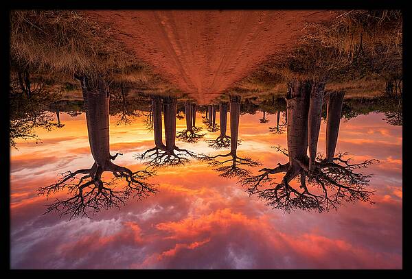 Avenue Of The Baobabs At Dusk