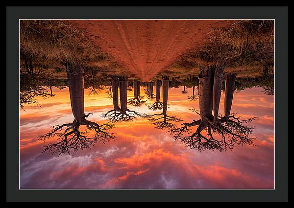 Avenue Of The Baobabs At Dusk