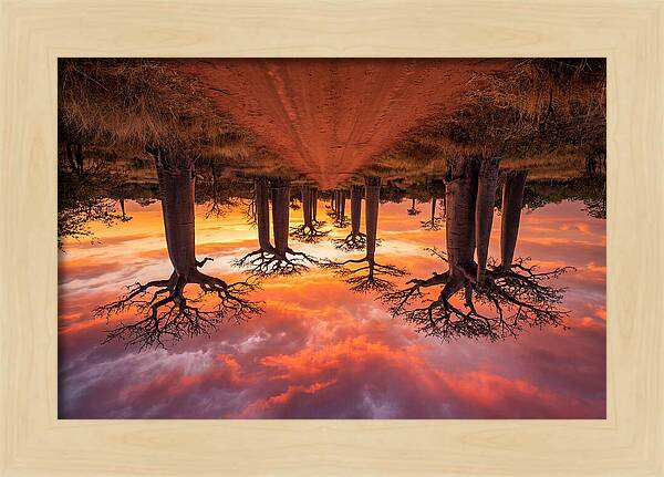 Avenue Of The Baobabs At Dusk