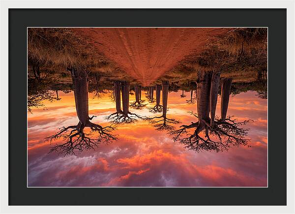 Avenue Of The Baobabs At Dusk
