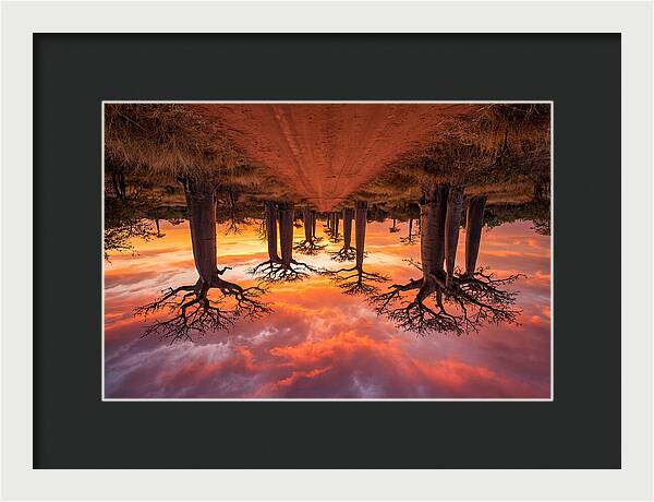 Avenue Of The Baobabs At Dusk