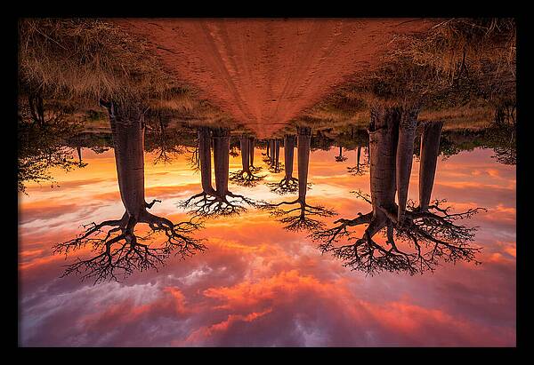 Avenue Of The Baobabs At Dusk