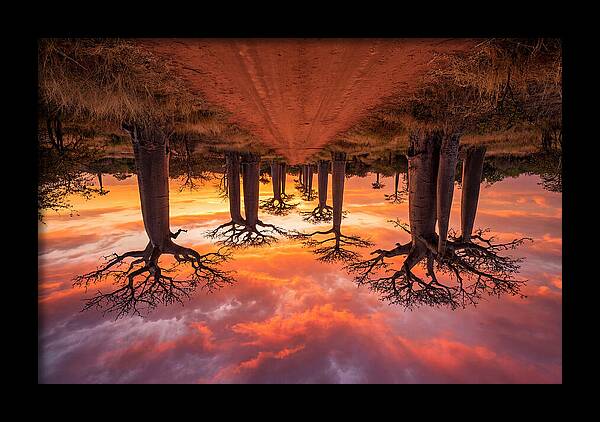 Avenue Of The Baobabs At Dusk