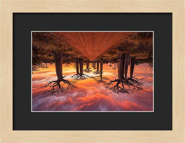 Avenue Of The Baobabs At Dusk