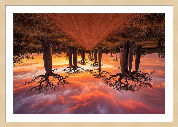Avenue Of The Baobabs At Dusk